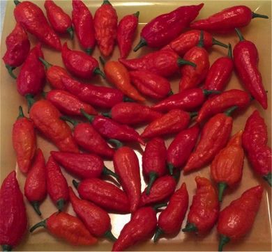 Fresh Bhut Jolokia Pods 1/2lb